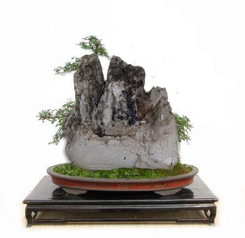 关于推荐BCI国际盆景大师的有关事项及要求