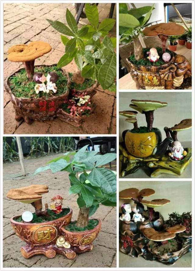 锦州康晏堂大量的灵芝盆景 即将上市