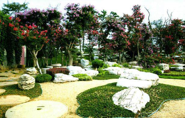 对紫薇进行轮次修剪的方法