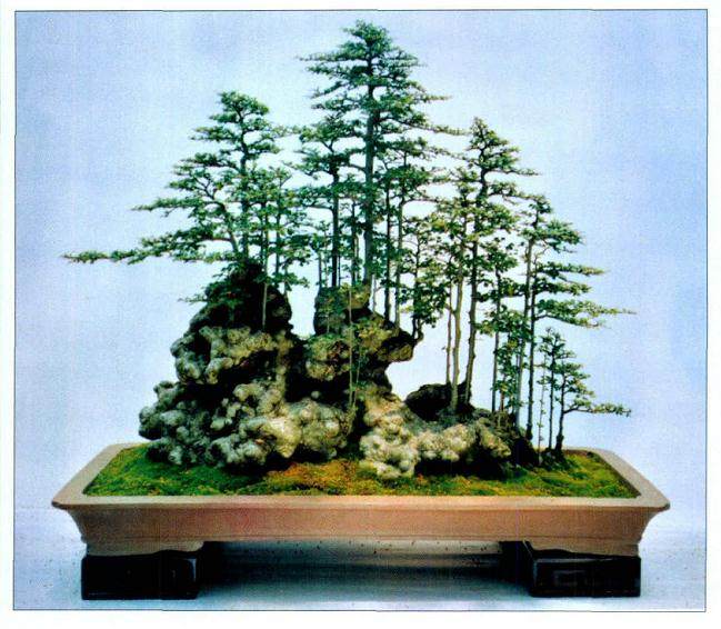 浅谈盆景艺术的制作心得