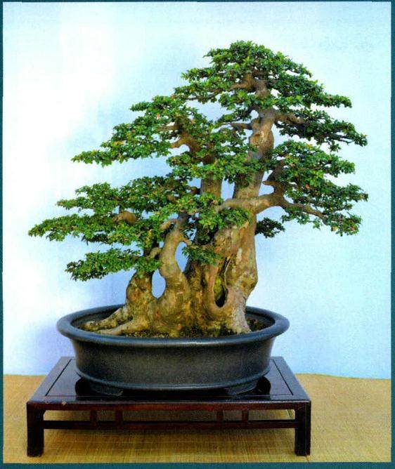 浅谈盆景艺术的制作心得