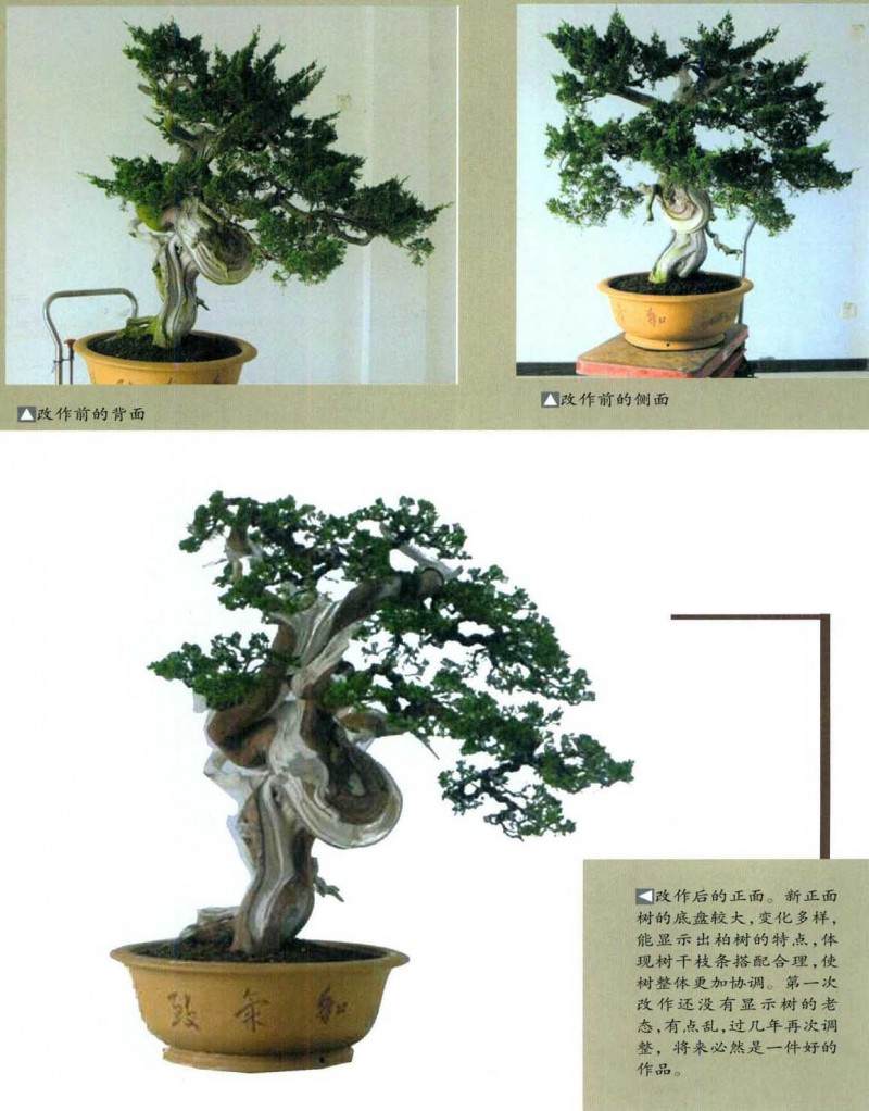 图解 柏树盆景怎么雕刻定型的方法