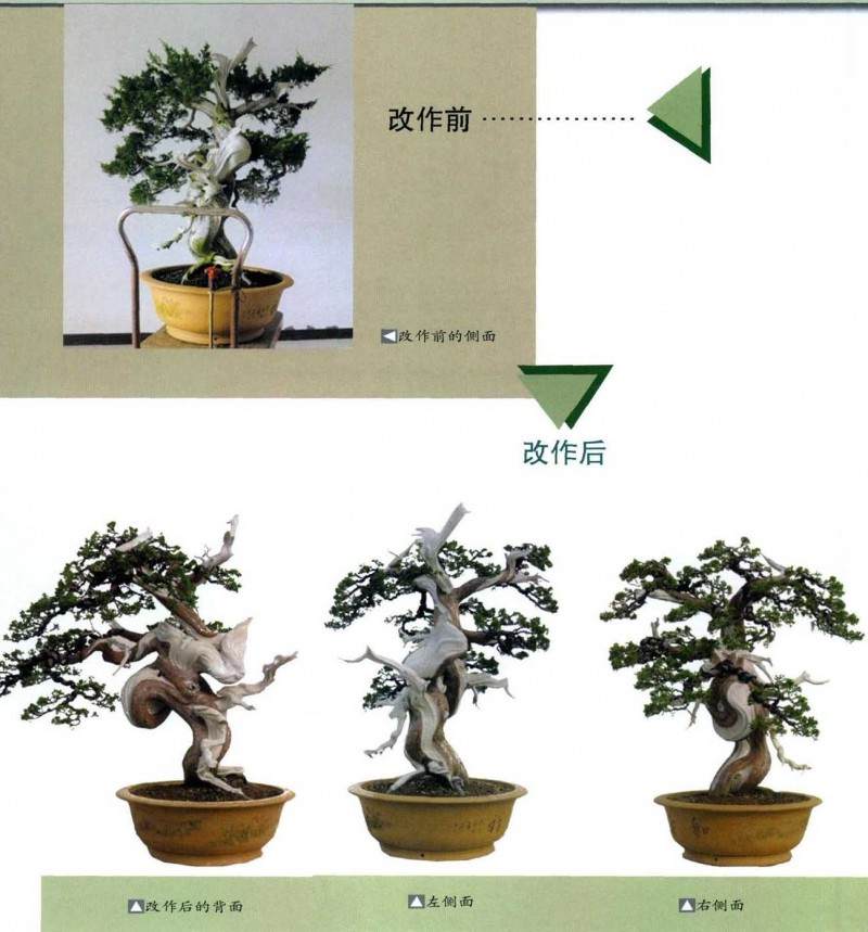 图解 柏树盆景怎么雕刻定型的方法