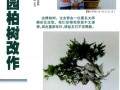 图解 柏树盆景怎么雕刻定型的方法