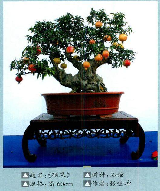 石榴盆景的疏花、疏果保花