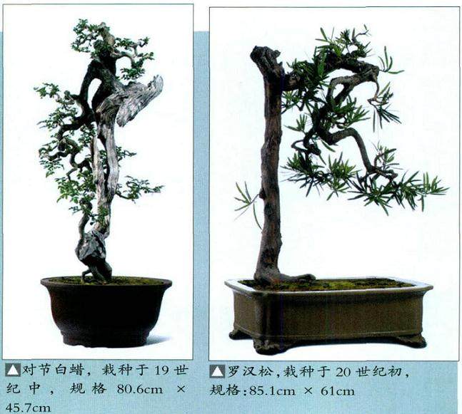 香港苏富比首次举行盆景震售会