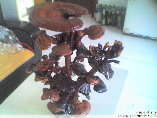 开发药材盆景的前景非常好