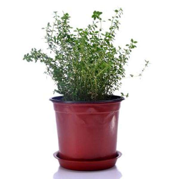 百里香盆景的培养土与用盆上盆