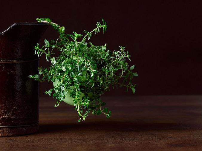 百里香盆景的8个方法与造型