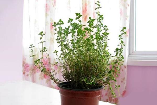 百里香盆景的8个制作方法与造型