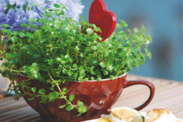 百里香盆景的浇水与施肥