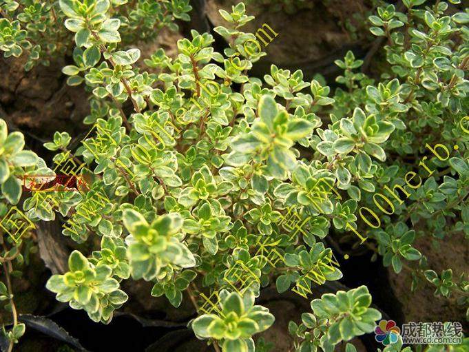 百里香盆景的病虫害防治