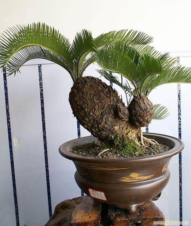 快速发展安徽盆景的条件