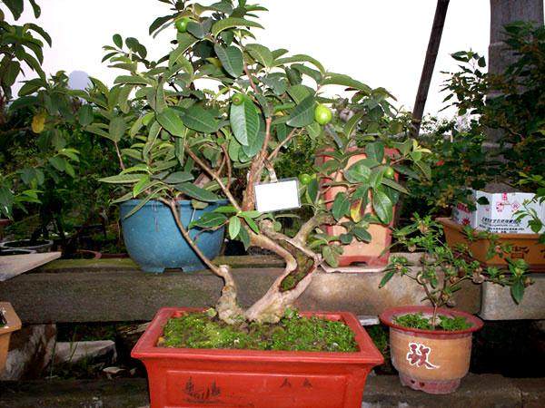 福建果树盆景的资源种类