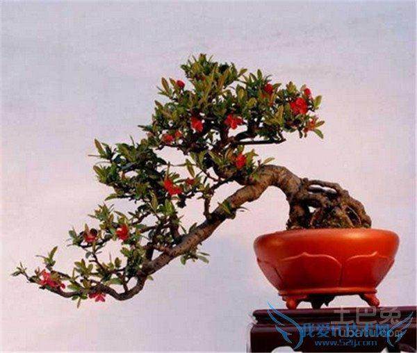 福建果树盆景产业化程度低