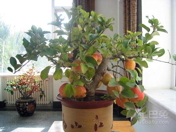 福建果树盆景销售渠道单一