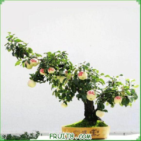 福建果树盆景的生产技术薄弱