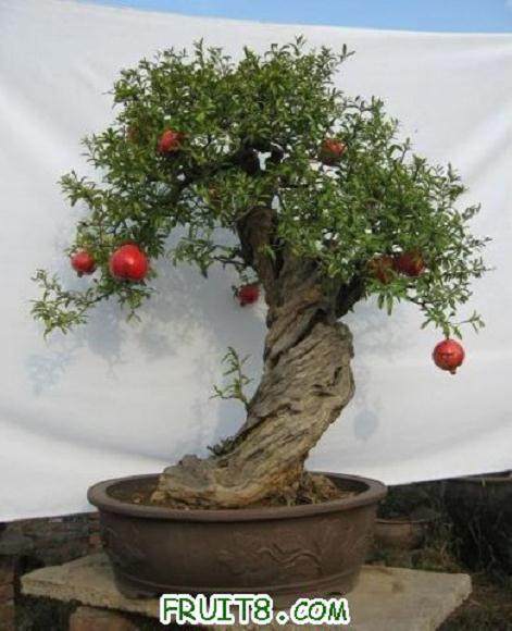 福建果树盆景未来发展潜力巨大