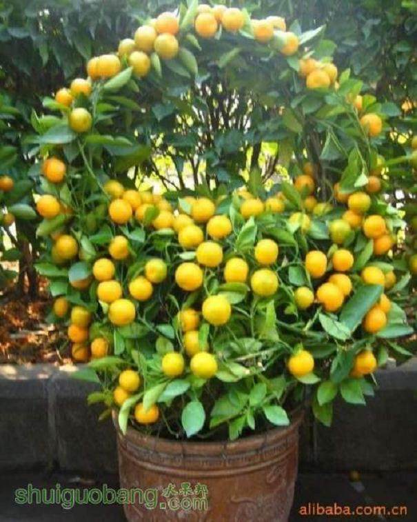 福建果树盆景未来发展潜力巨大