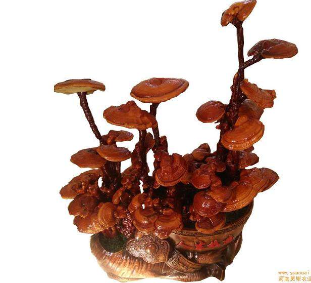 观赏灵芝盆景造型制作研究