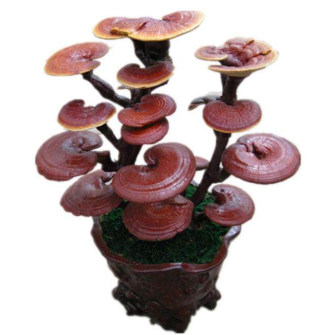 观赏灵芝盆景造型制作研究