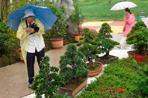 汉中盆景产业发展概况