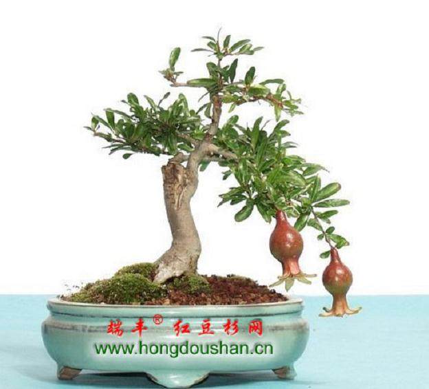 汉中盆景产业的特点与流派