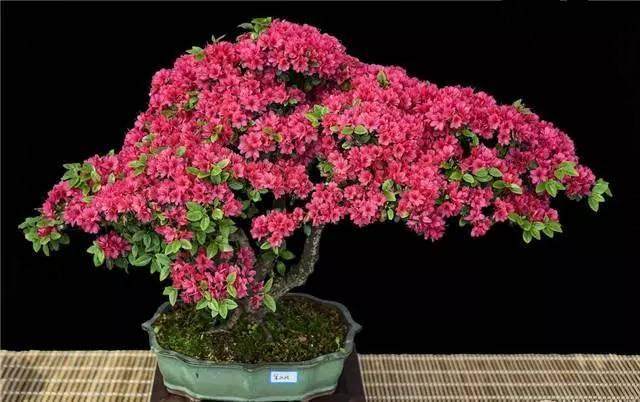 目前汉中有盆景专业户208家 从业人员6万余人