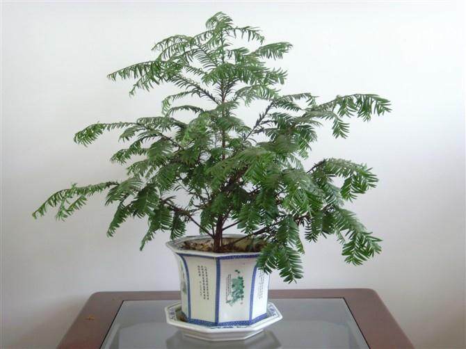 红豆杉盆景的价值体现在2个方面