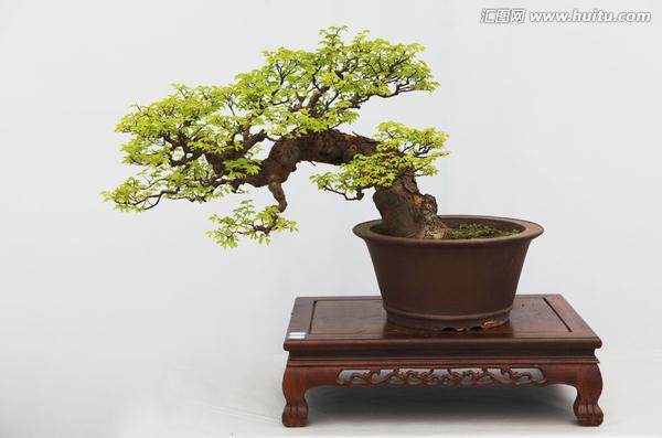 为装饰新家,见“花”起意,竟伙同他人偷盗名贵盆景