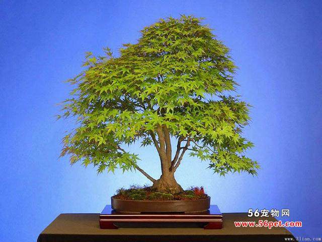 一夜间,丽江巷内30多株盆景不翼而飞,竟是偷花女贼······