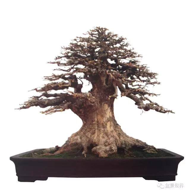 从程式的变化感受中国盆景的发展