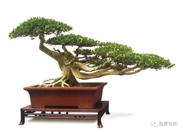 从程式的变化感受中国盆景的发展