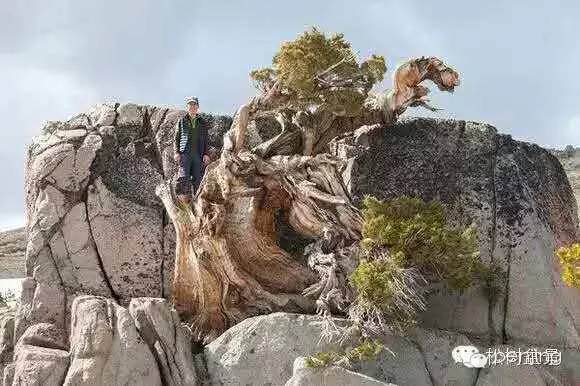 师法自然---记鸿江盆景真柏作品有感