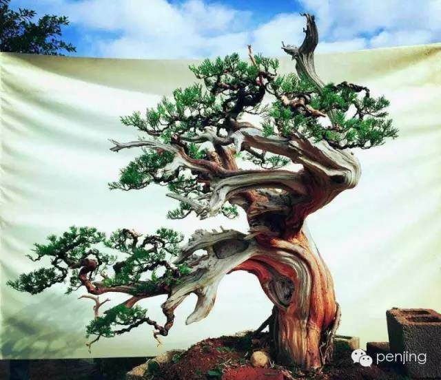师法自然---记鸿江盆景真柏作品有感