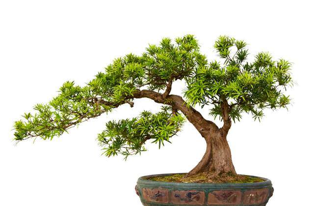 罗汉松盆景怎么造型以及养殖方法