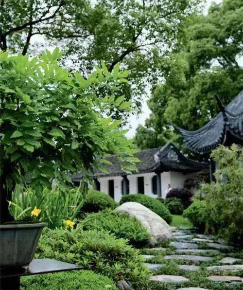 意大利老板的盆景欣赏