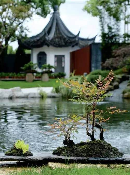 意大利老板的盆景欣赏