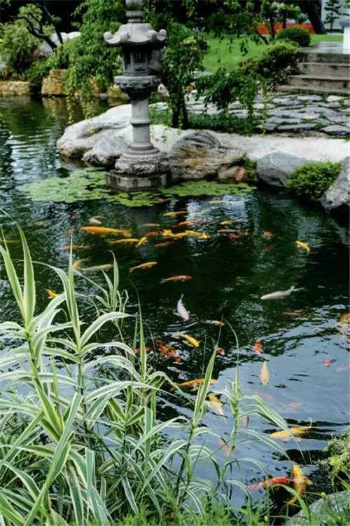 意大利老板的盆景欣赏