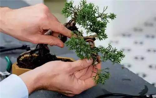 意大利老板的盆景欣赏