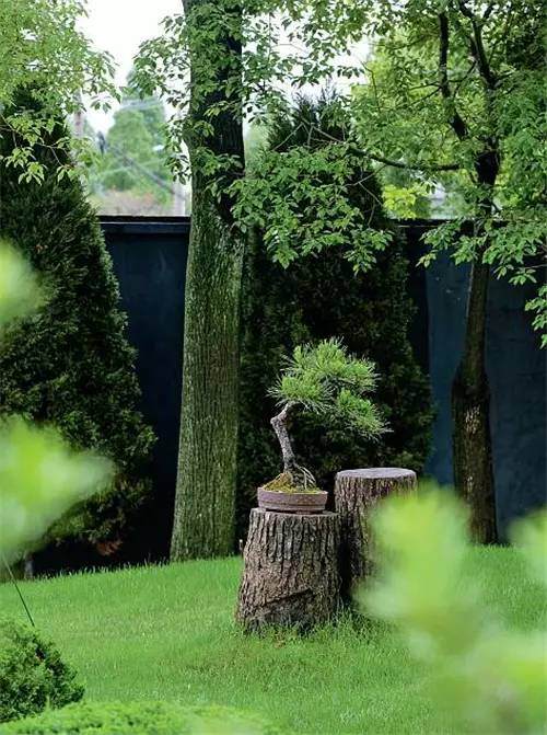 意大利老板的盆景欣赏