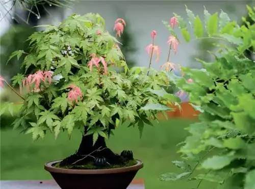 意大利老板的盆景欣赏