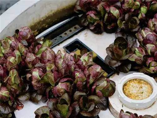 意大利老板的盆景欣赏