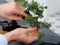 意大利老板的盆景欣赏