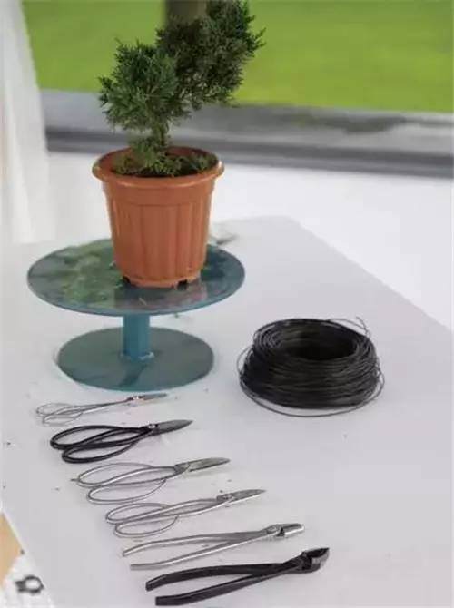 意大利园艺师向我们粗略展示了修剪盆盆景的手法