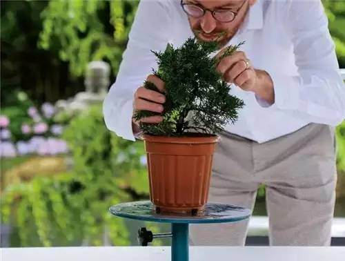 意大利园艺师向我们粗略展示了修剪盆盆景的手法