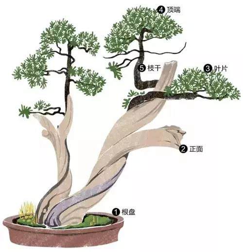 意大利园艺师向我们粗略展示了修剪盆盆景的手法