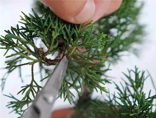 意大利园艺师向我们粗略展示了修剪盆盆景的手法