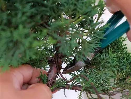 意大利园艺师向我们粗略展示了修剪盆盆景的手法