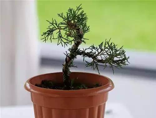 图解 老外怎么修剪盆景的的6个步骤